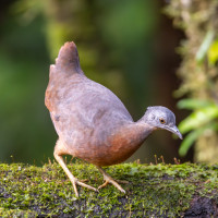 Little Tinamou